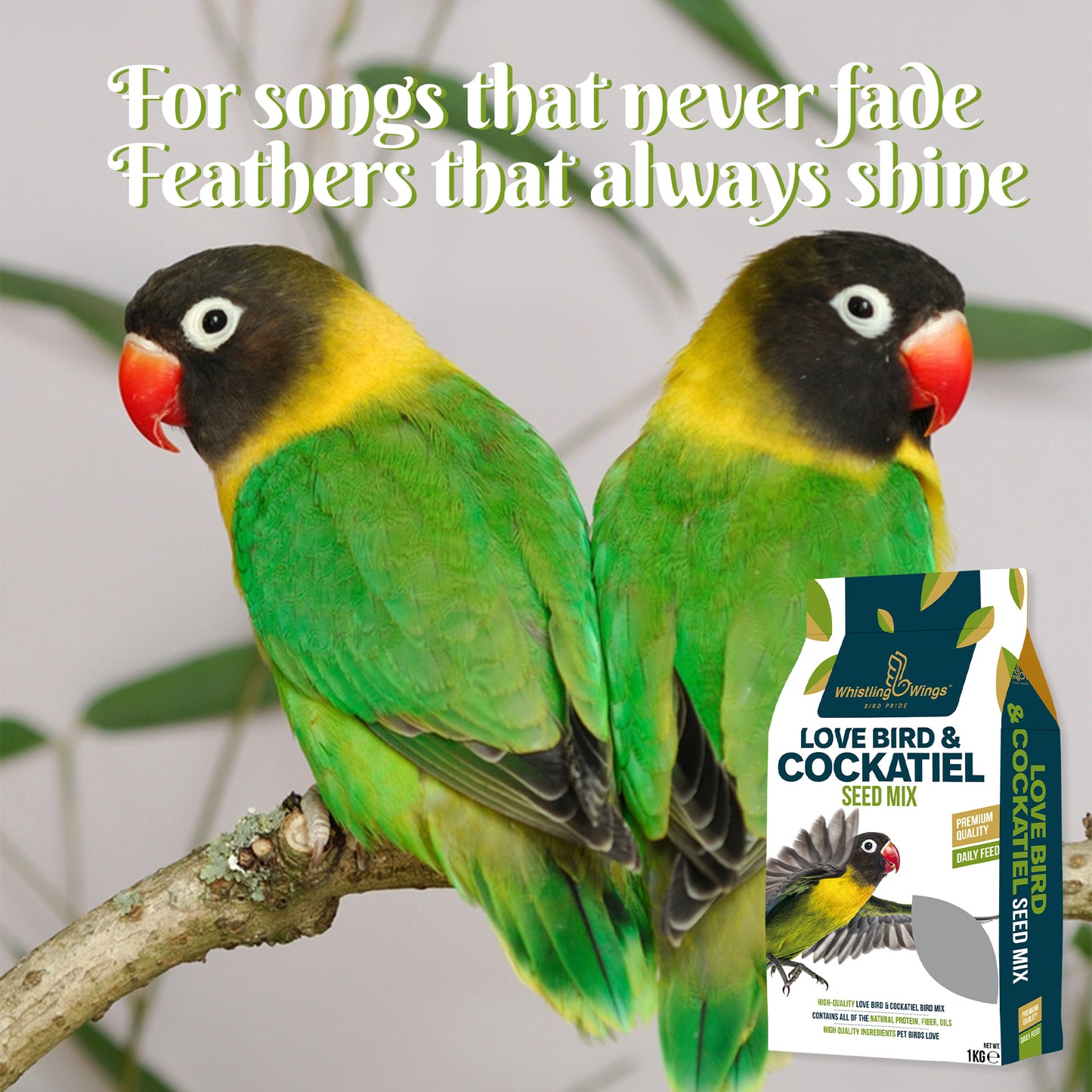 Lovebird & Cockatiel Seed Mix | Bird Food