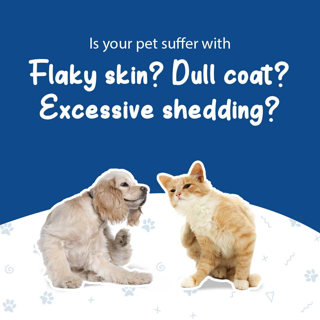 Pet-O-Coat syrup supports healthy skin hydration and shiny coat in dogs and cats