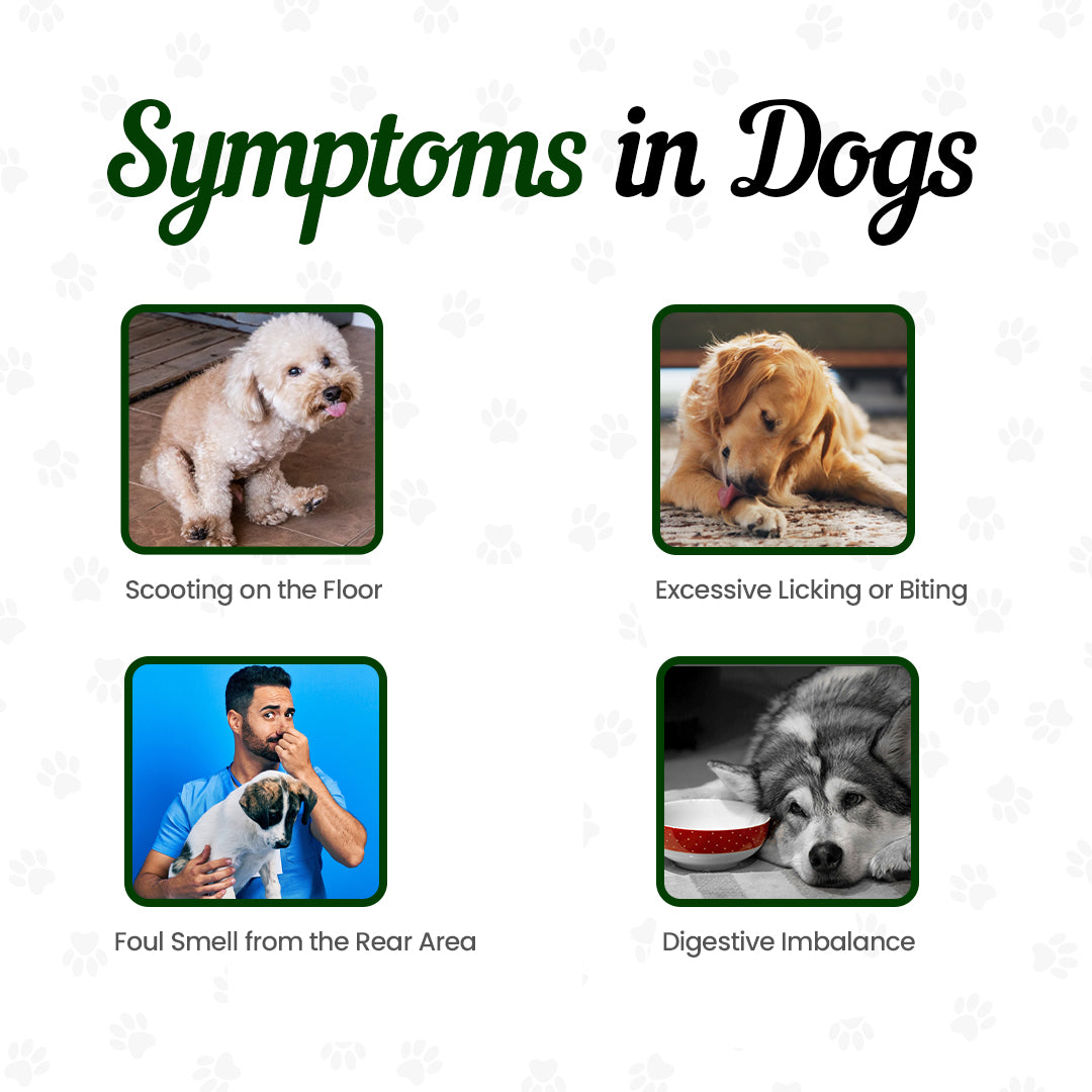Signs your dog needs anal gland support