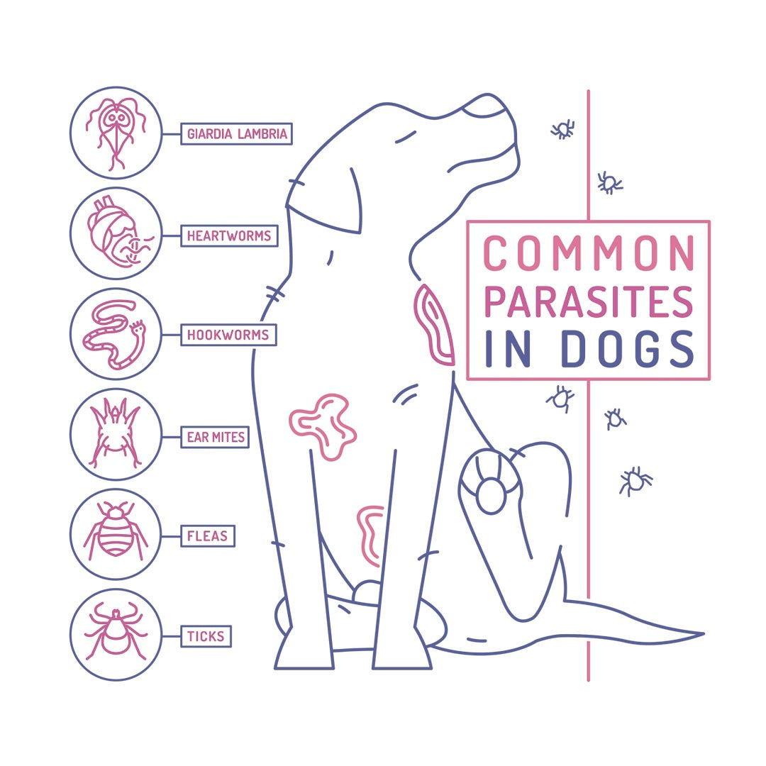 TikRid-K Soap Features and Skin Hygiene Benefits for Pets