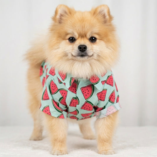 dog wearing watermelon print dog shirt