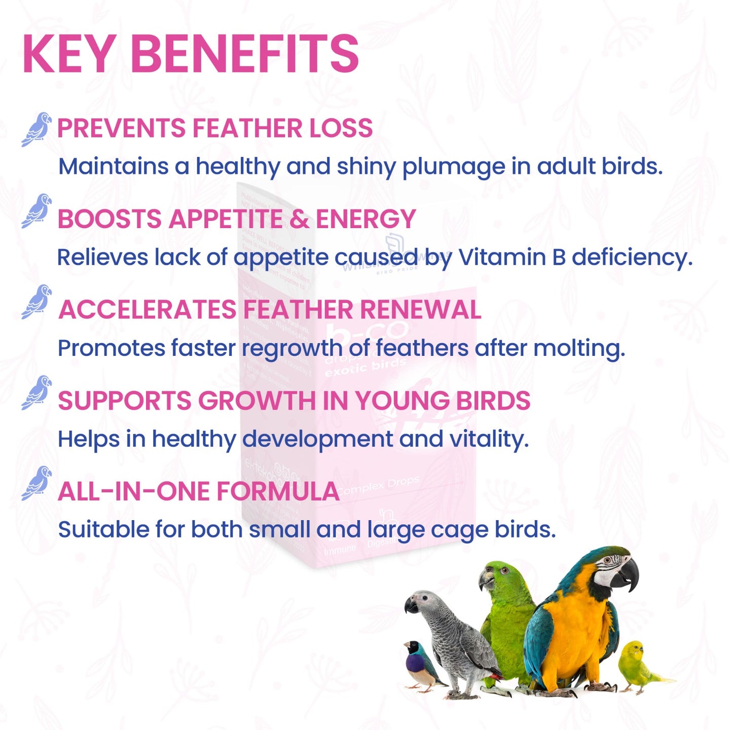 B-Co Drops for Exotic Birds 60 ML – Vitamin B Supplement for Feather Health & Appetite | Ektek Global