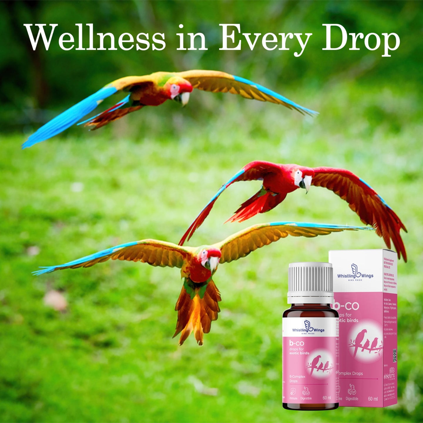 B-Co Drops for Exotic Birds 60 ML – Vitamin B Supplement for Feather Health & Appetite | Ektek Global