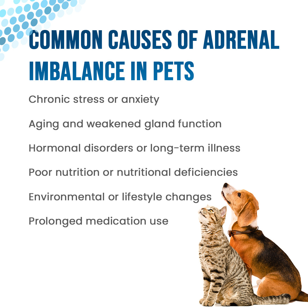 causes of adrenal imbalance in pets