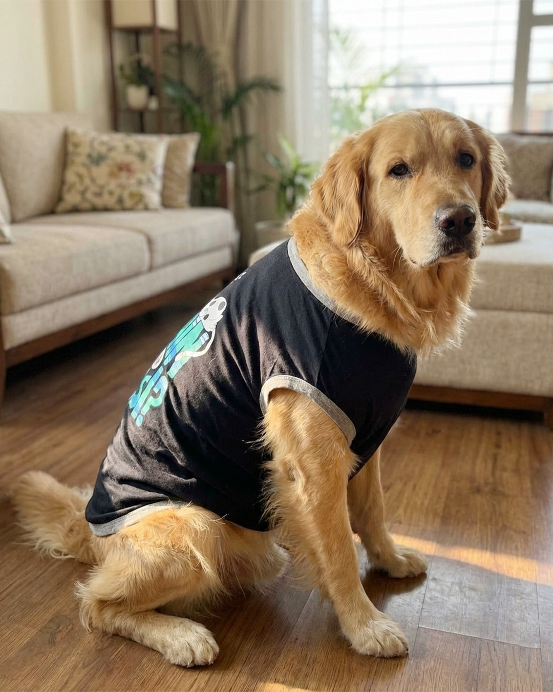 dog-wearing-summer-t-shirt-blue-colour