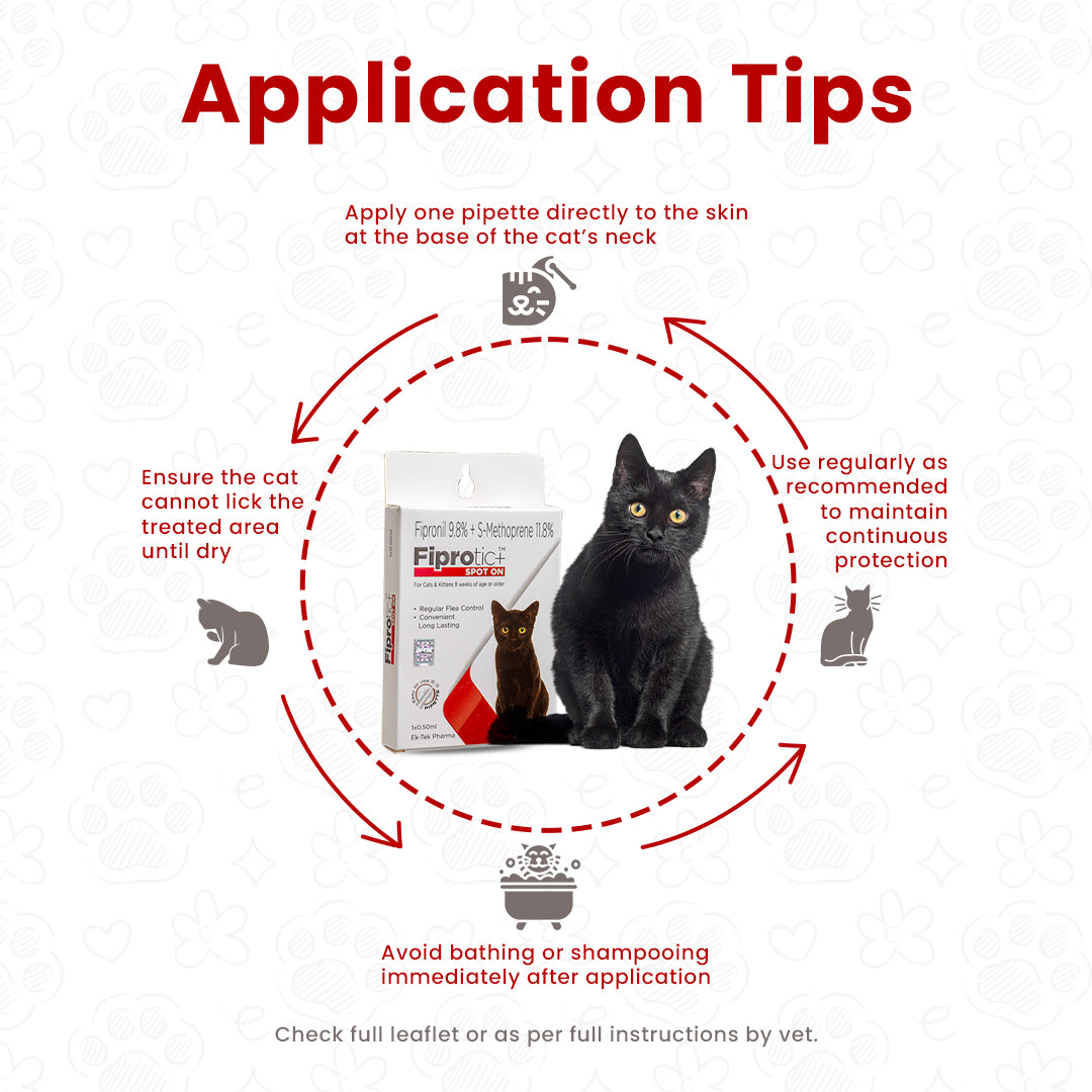 how-to-apply-tick-liquid-on-cat